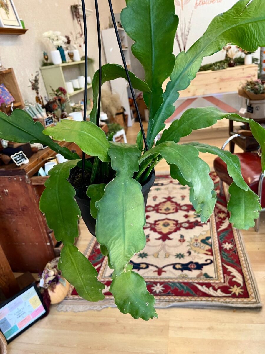 Large green succulent-type plant, hanging plant, potted