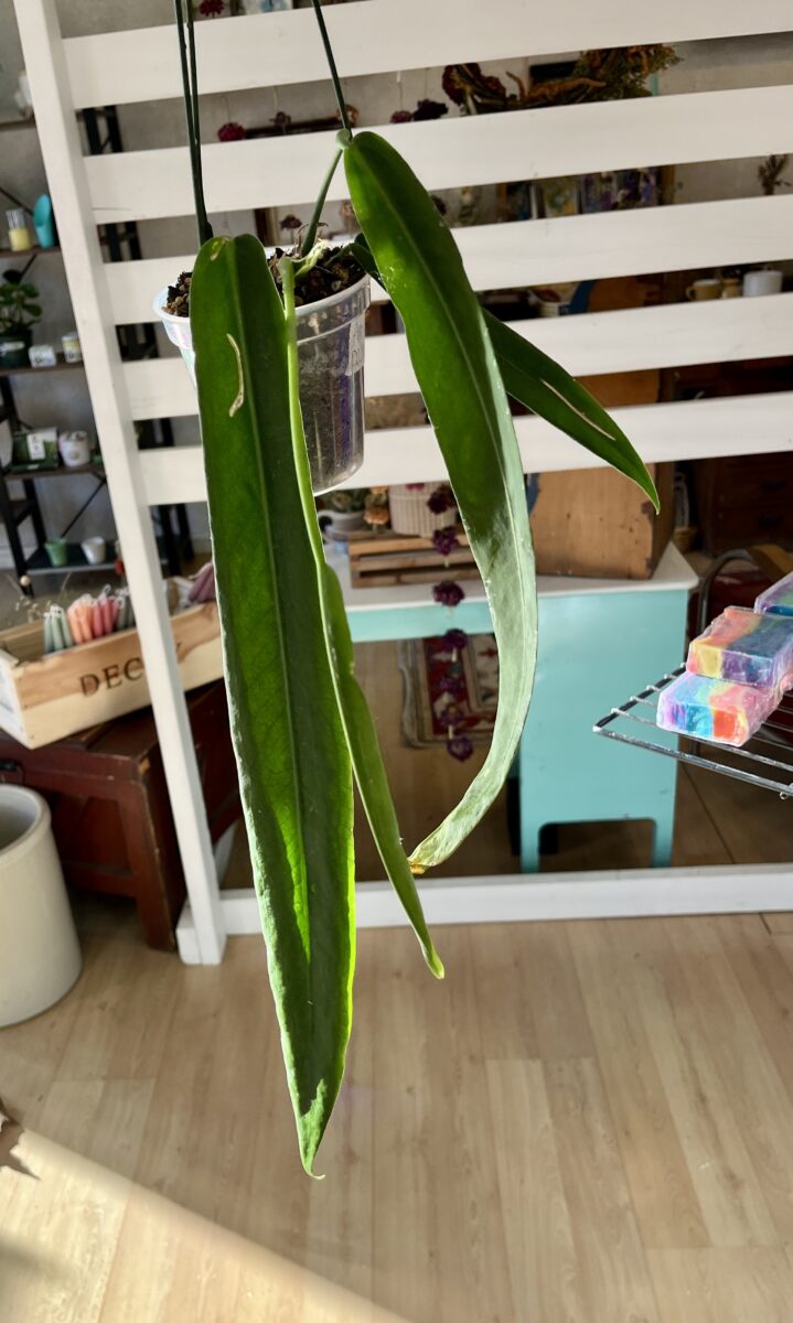 three slender green leaves, hanging plant, potted plant